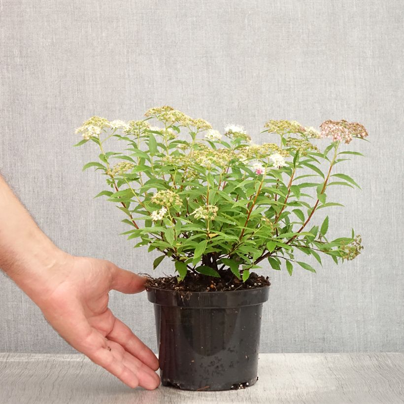 Esemplare di Spirea japonica Shirobana Genpei - Spirea del Giappone Vaso da 1L/1,5L consegnato in estate
