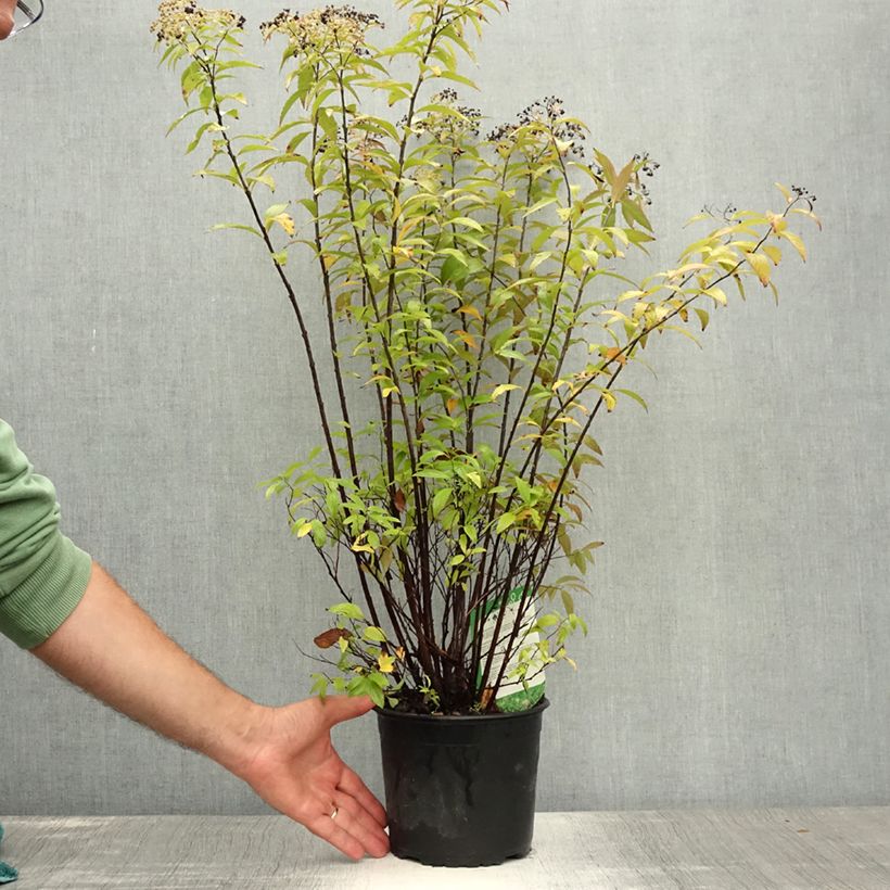 Esemplare di Spirea japonica Shirobana Genpei - Spirea del Giappone Vaso da 2L/3L consegnato in estate