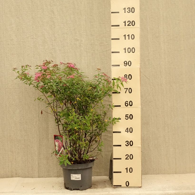 Esemplare di Spirea japonica Shirobana Genpei - Spirea del Giappone Vaso da 7,5L/10L consegnato in estate