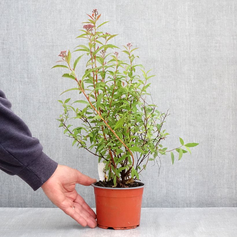 Spirea japonica Darts Red - Spirea del Giappone Vaso da 1L/1,5L esemplare consegnato in primavera