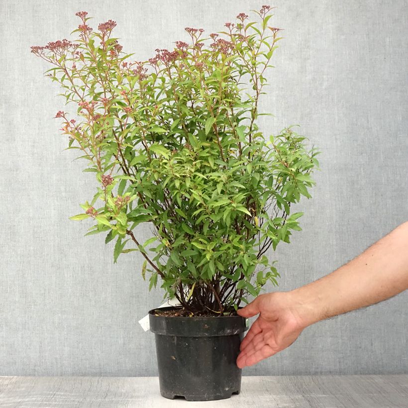 Esemplare di Spirea japonica Darts Red - Spirea del Giappone Vaso da 4L/5L consegnato in estate