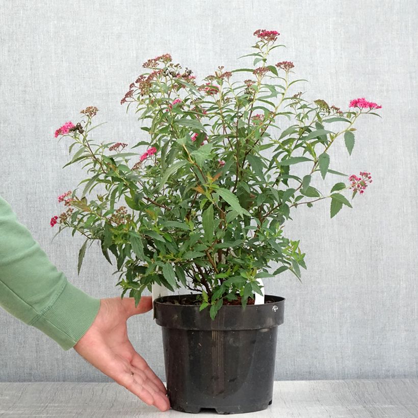 Esemplare di Spirea japonica Neon Flash - Spirea del Giappone Vaso da 2L/3L consegnato in estate
