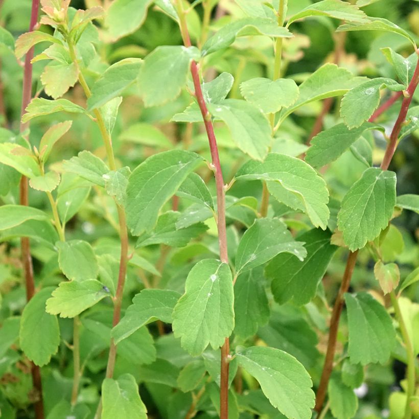 Spirea nipponica Halwards Silver (Fogliame)