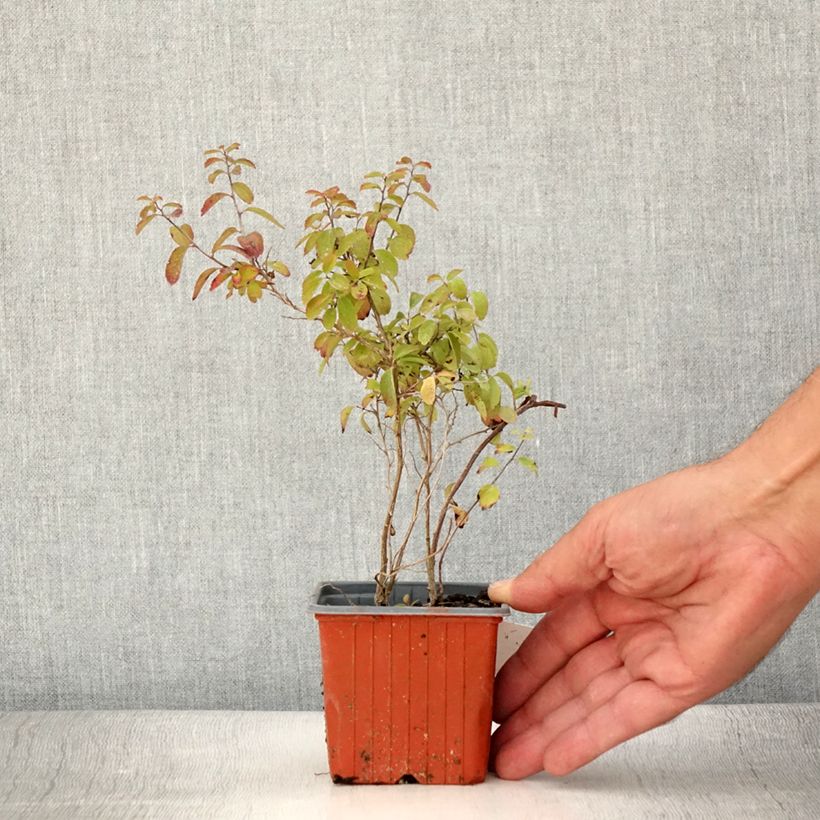 Esemplare di Spirea nipponica Halwards Silver Vasetto da 8/9 cm consegnato in estate