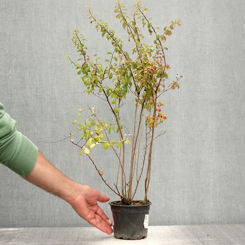 Esemplare di Spirea nipponica Halwards Silver Vaso da 1L/1,5L consegnato in estate