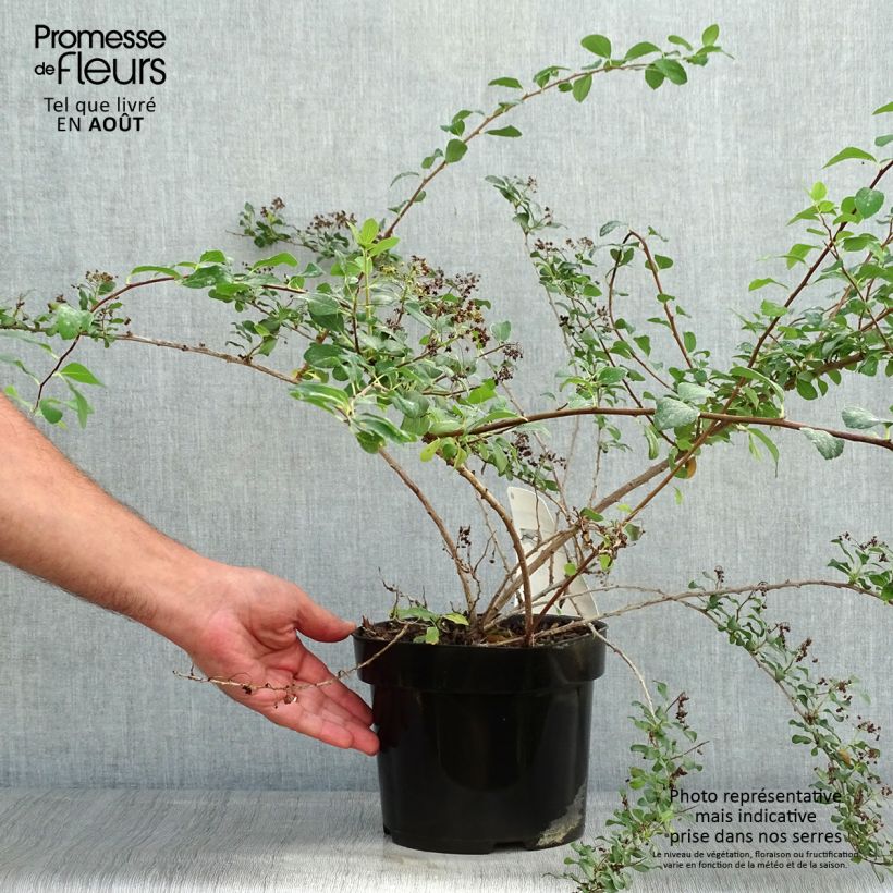 Esemplare di Spirea nipponica White Carpet Vaso da 3L/4L consegnato in estate