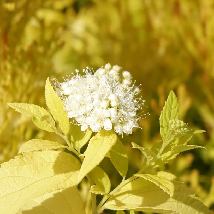 Spirea japonica White Gold - Spirea del Giappone (Fioritura)