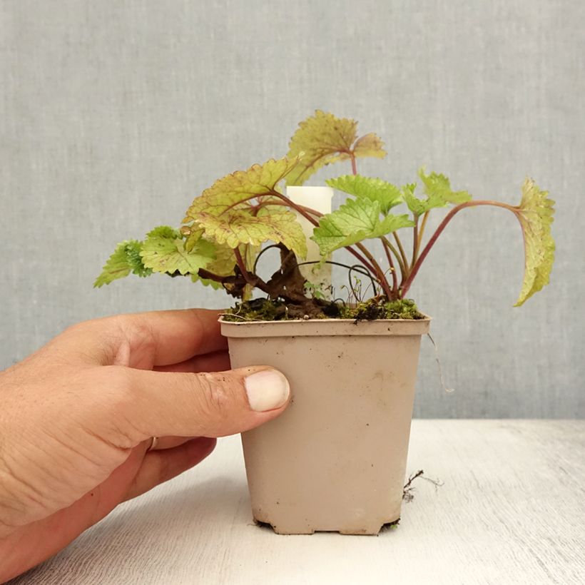 Esemplare di Stachys grandiflora Superba Vasetto da 8/9 cm consegnato in estate