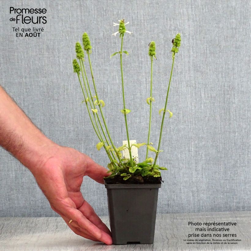 Esemplare di Stachys officinalis Alba - Betonica comune Vasetto da 8/9 cm consegnato in estate