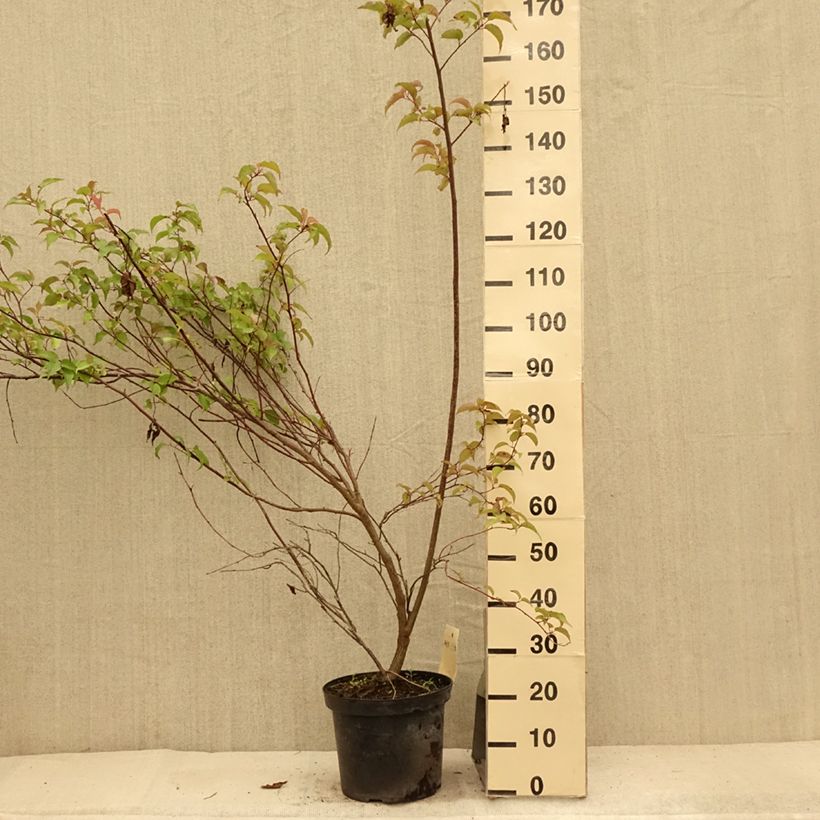 Esemplare di Stachyurus chinensis Celina Vaso da 7,5L/10L consegnato in estate