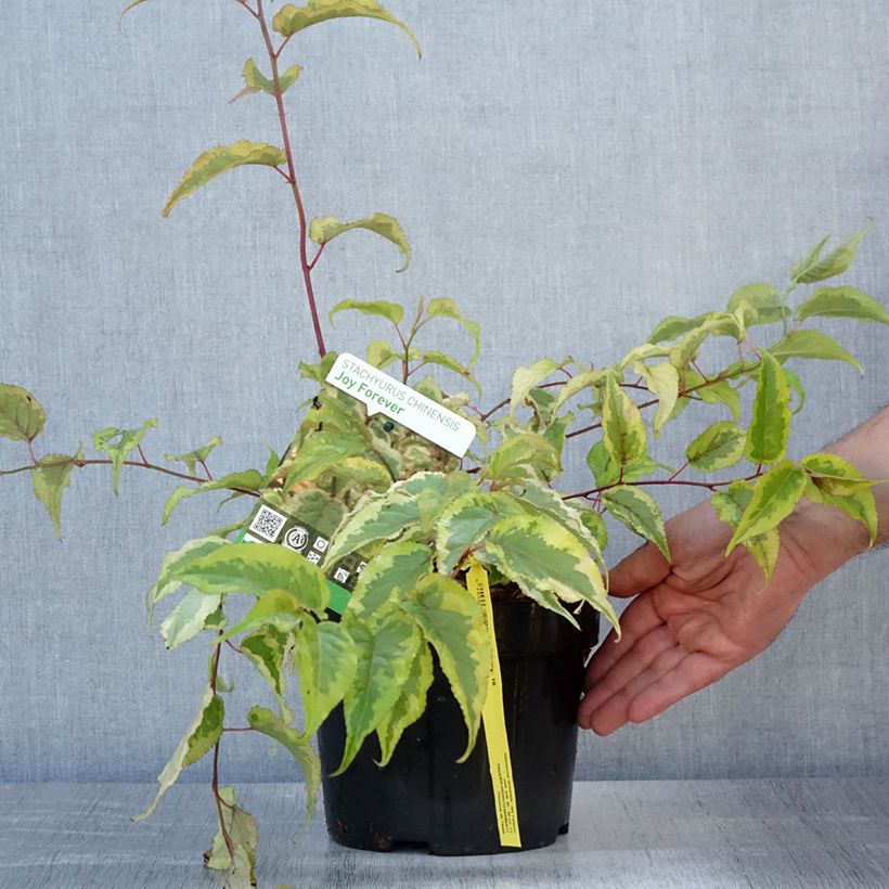 Esemplare di Stachyurus chinensis Joy Forever Vaso da 2L/3L consegnato in estate