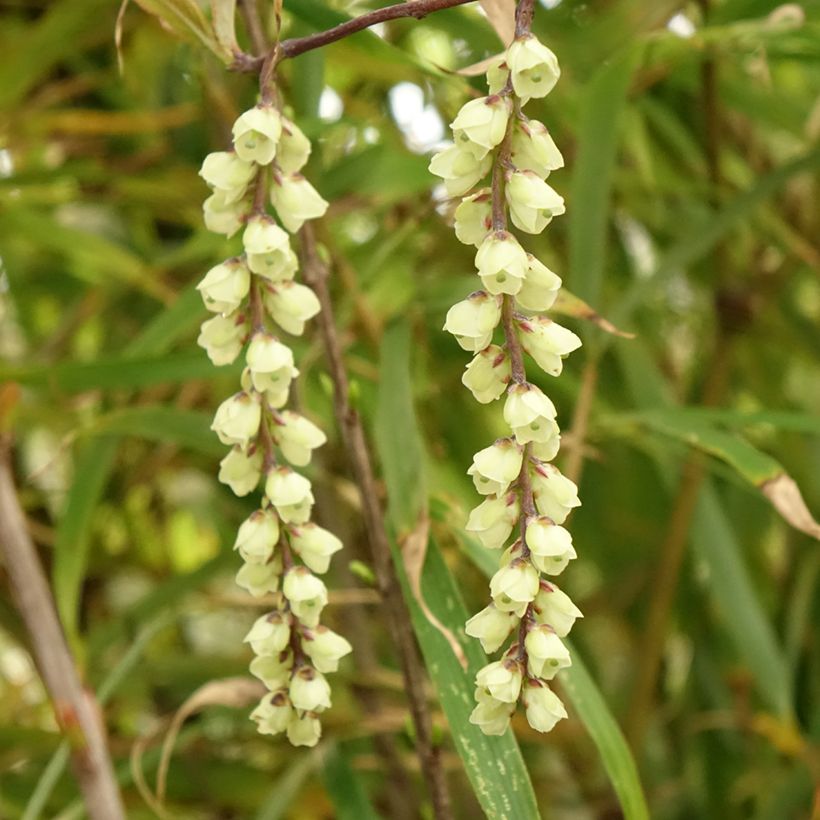 Stachyurus chinensis Joy Forever (Fioritura)
