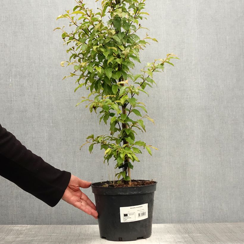 Esemplare di Stewartia monadelpha Vaso da 4L/5L consegnato in estate