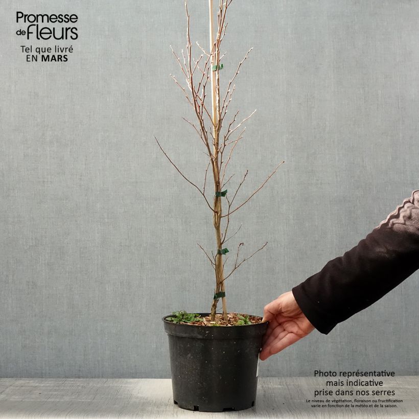 Stewartia monadelpha  Pot de 4L/5L esemplare consegnato in primavera