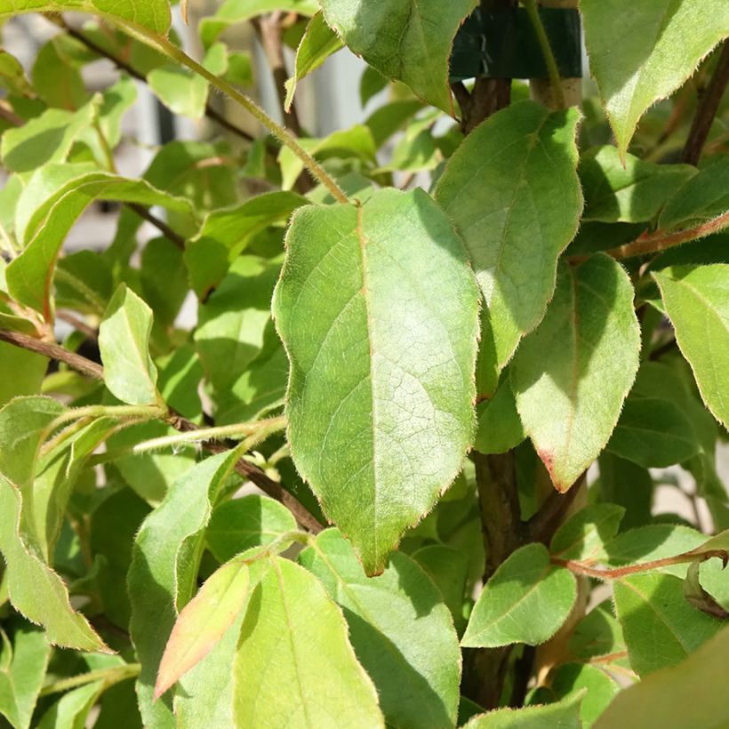 Stewartia monadelpha (Fogliame)
