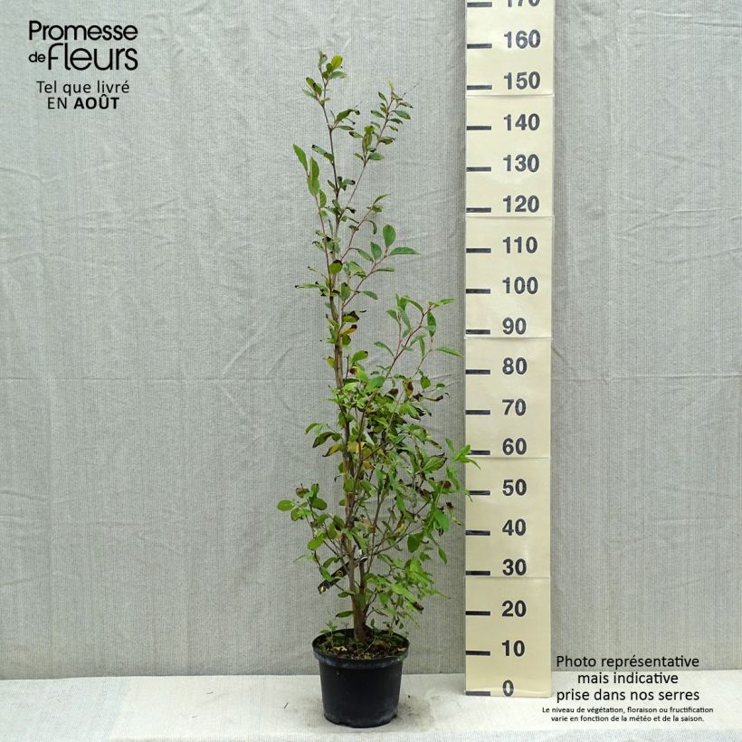 Esemplare di Stewartia pseudocamellia Vaso da 3L/4L consegnato in estate