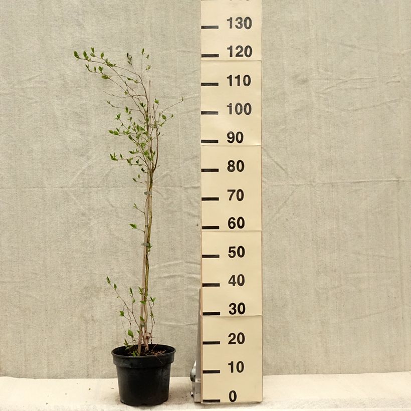 Stewartia rostrata - Stuartie Pot de 4L/5L esemplare consegnato in primavera