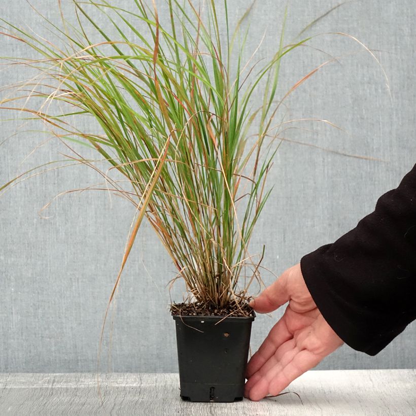 Esemplare di Stipa arundinacea Sirocco Vasetto da 8/9 cm come consegnato in autunno