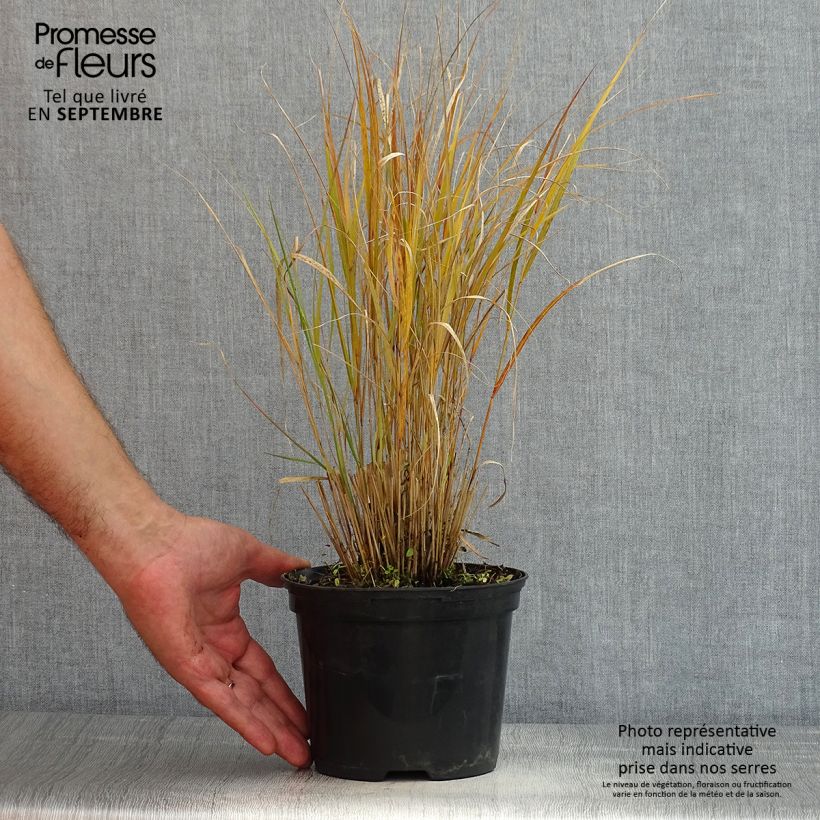 Esemplare di Stipa arundinacea Sirocco Vaso da 2L/3L consegnato in estate