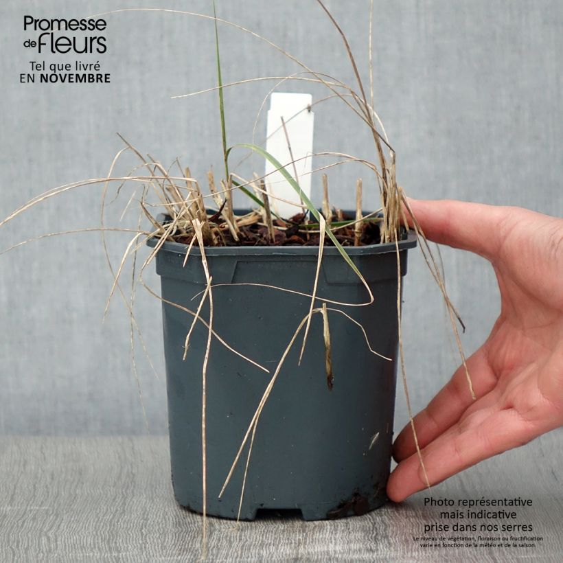 Esemplare di Stipa calamagrostis - Cannella argentea Vaso da 2L/3L come consegnato in autunno