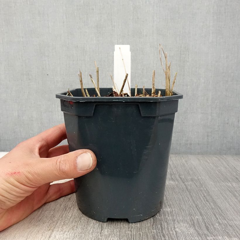 Stipa calamagrostis - Cannella argentea Vaso da 2L/3L esemplare consegnato in primavera