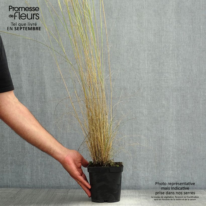Esemplare di Stipa capillata - Stipa capillare Vaso da 2L/3L consegnato in estate