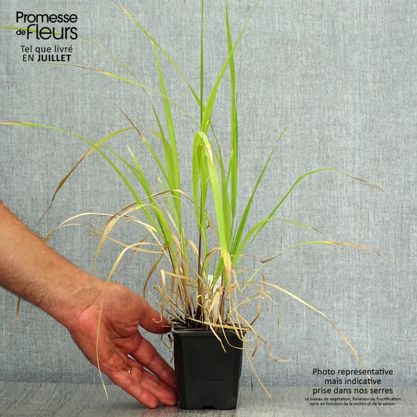 Esemplare di Stipa extremiorientalis Vasetto da 8/9 cm consegnato in estate