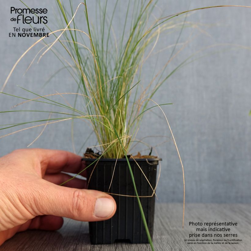 Esemplare di Stipa ichu - Ichu Vasetto da 7/8 cm come consegnato in autunno