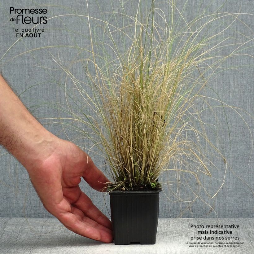 Esemplare di Stipa trichotoma Palomino Vasetto da 8/9 cm consegnato in estate