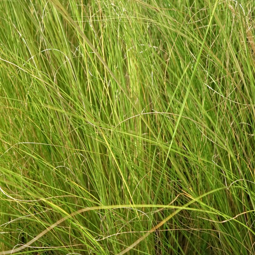 Stipa trichotoma Palomino (Fogliame)