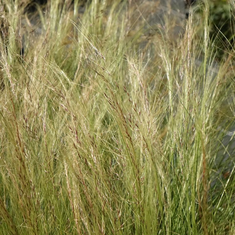 Stipa trichotoma Palomino (Fioritura)