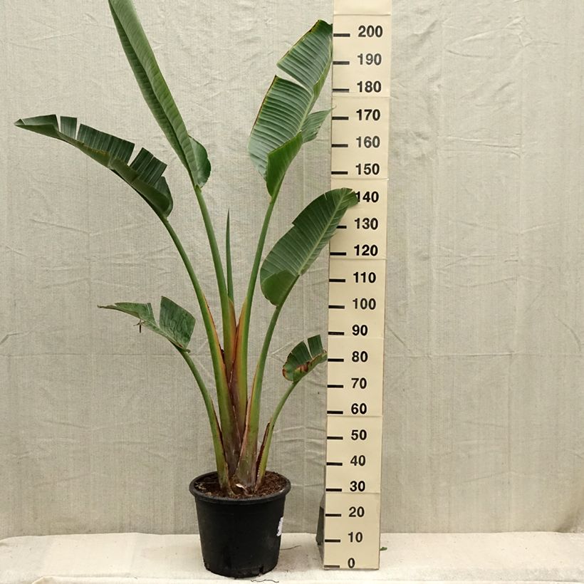 Esemplare di Strelitzia augusta - Uccello del paradiso Vaso da 30L/35L consegnato in estate