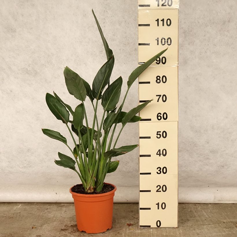 Esemplare di Strelitzia reginae - Uccello del paradiso Vaso da 7,5L/10L consegnato in estate