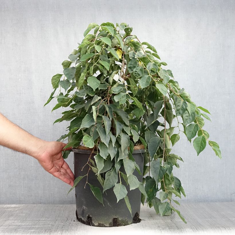 Esemplare di Styrax japonica Fragrant Fountain Vaso da 12L/15L consegnato in estate