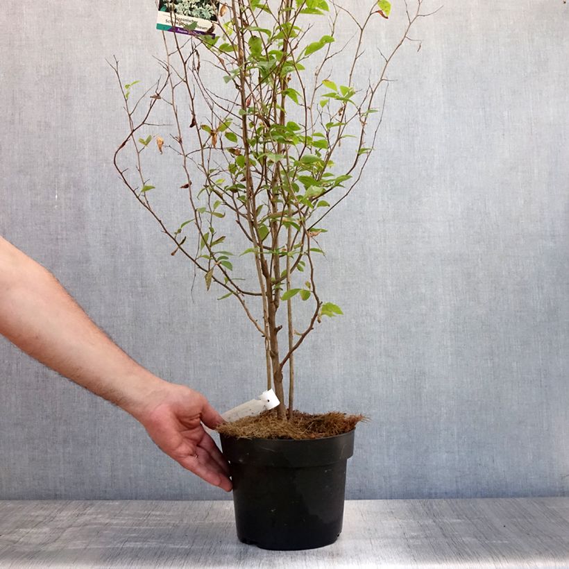 Esemplare di Styrax japonica Vaso da 3L/4L consegnato in estate