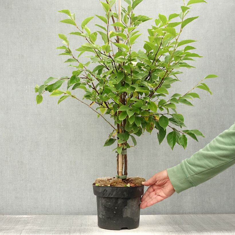 Esemplare di Styrax japonica Snowfall Vaso da 4L/5L consegnato in estate
