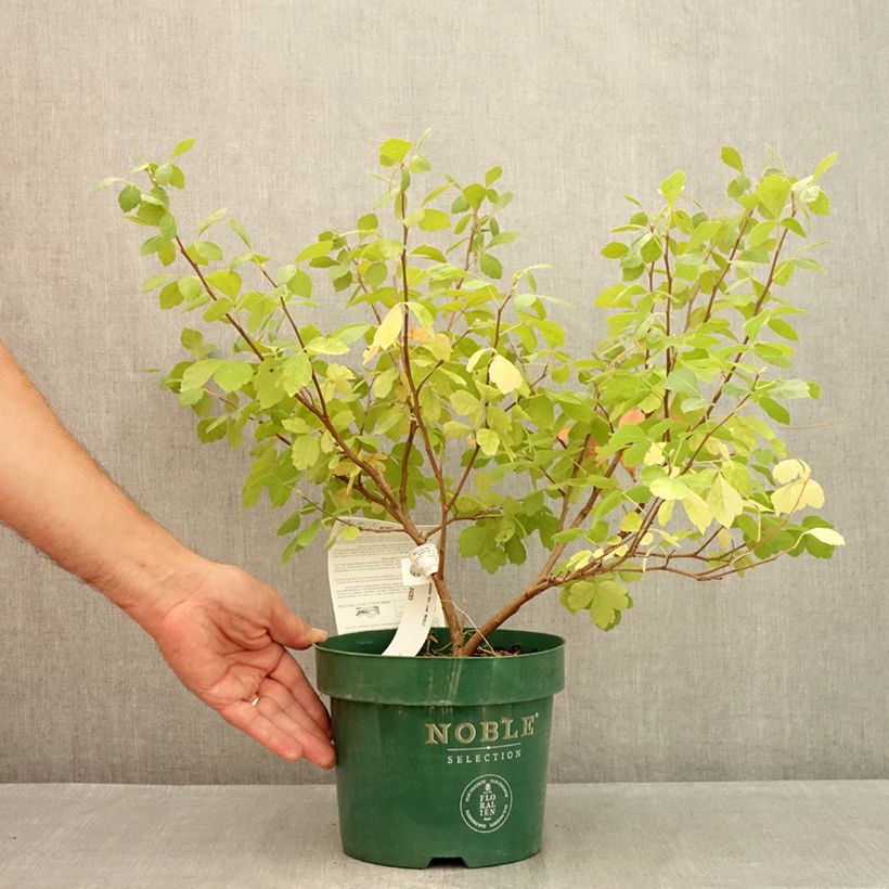 Esemplare di Rhus aromatica Gro-Low - Sommaco aromatico Vaso da 3L/4L consegnato in estate