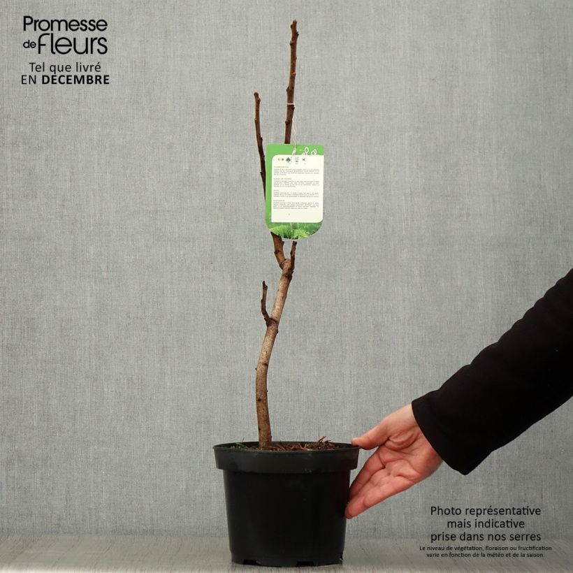 Esemplare di Rhus typhina Dissecta - Sommaco maggiore Vaso da 3L/4L come consegnato in autunno