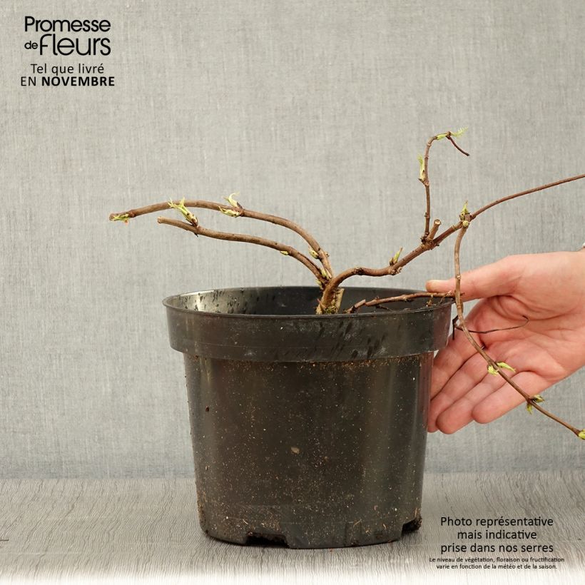 Esemplare di Sambuco rosso Tenuifolia Vaso da 4L/5L come consegnato in autunno
