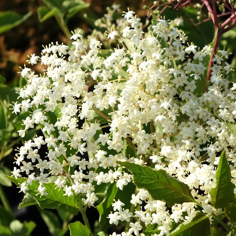 Sambuco nero var. albida (Fioritura)