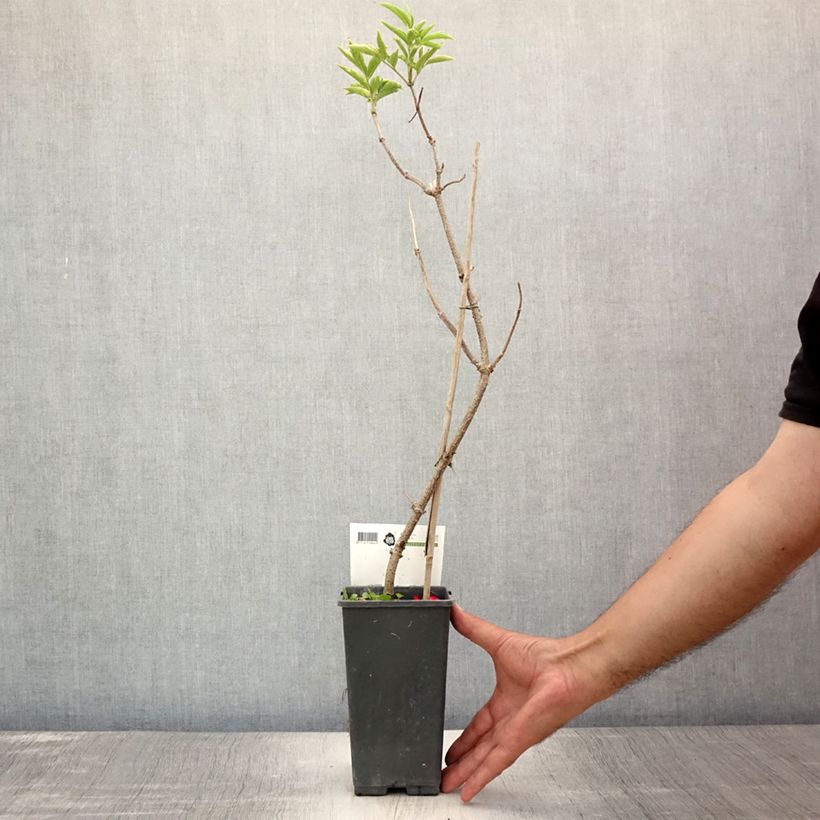 Esemplare di Sambucus nigra Haschberg - Sambuco Vaso da 1,5L/2L, A cespuglio consegnato in estate