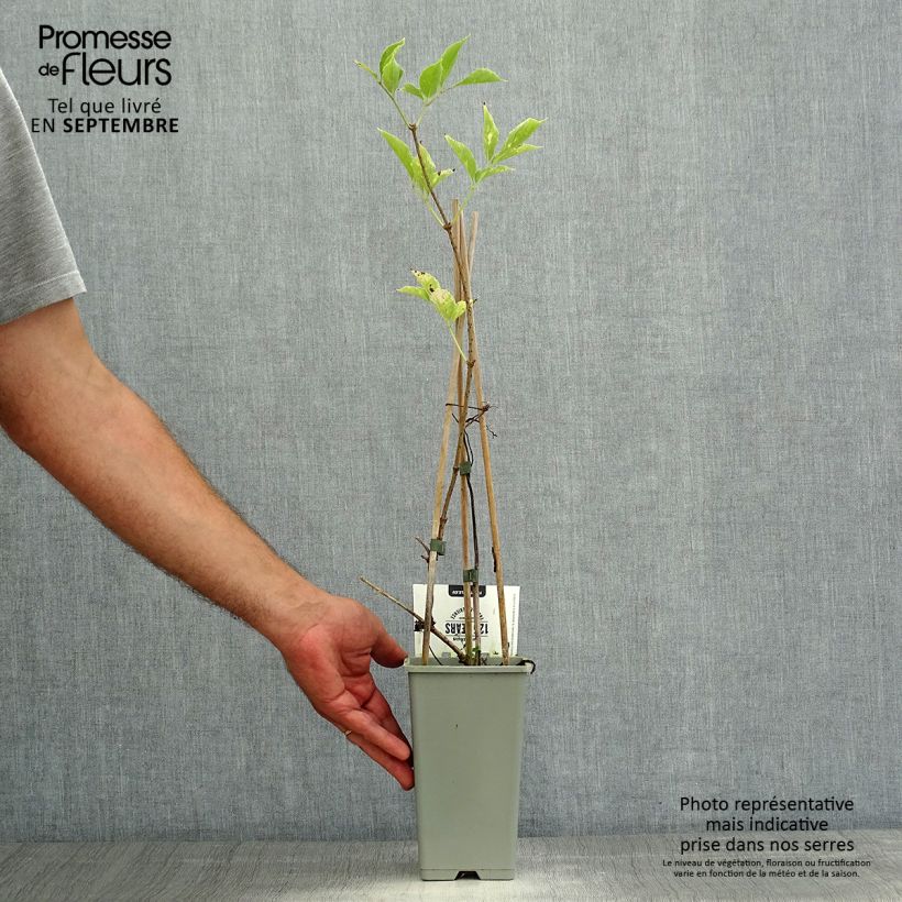 Esemplare di Sambucus nigra Korsor - Sambuco Vaso da 1,5L/2L, A cespuglio consegnato in estate