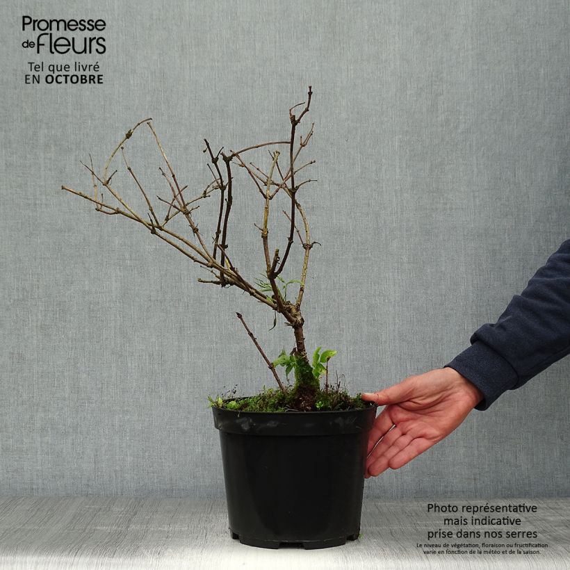 Esemplare di Sambuco nero Linearis Vaso da 3L/4L come consegnato in autunno