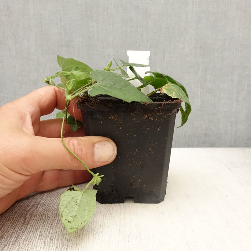 Susanna dagli occhi neri Tangerine Slice - Thunbergia alata Vasetto da 8/9 cm esemplare consegnato in primavera