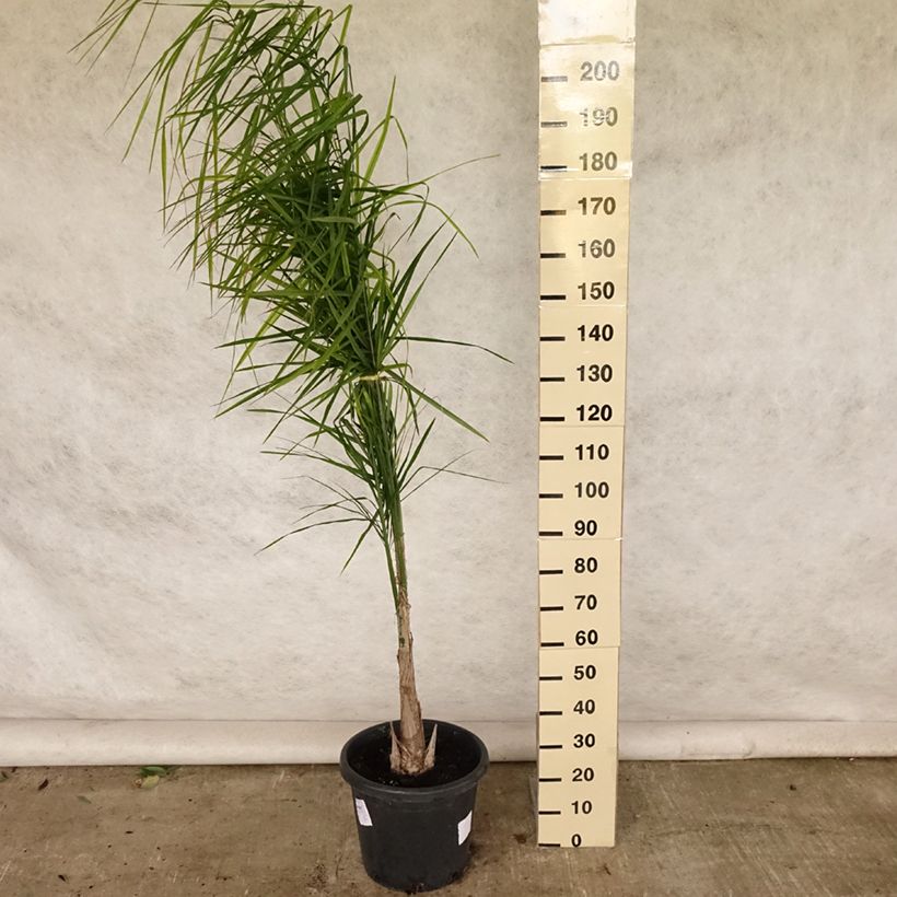 Esemplare di Syagrus romanzoffiana - Palma regina Vaso da 20L/25L consegnato in estate