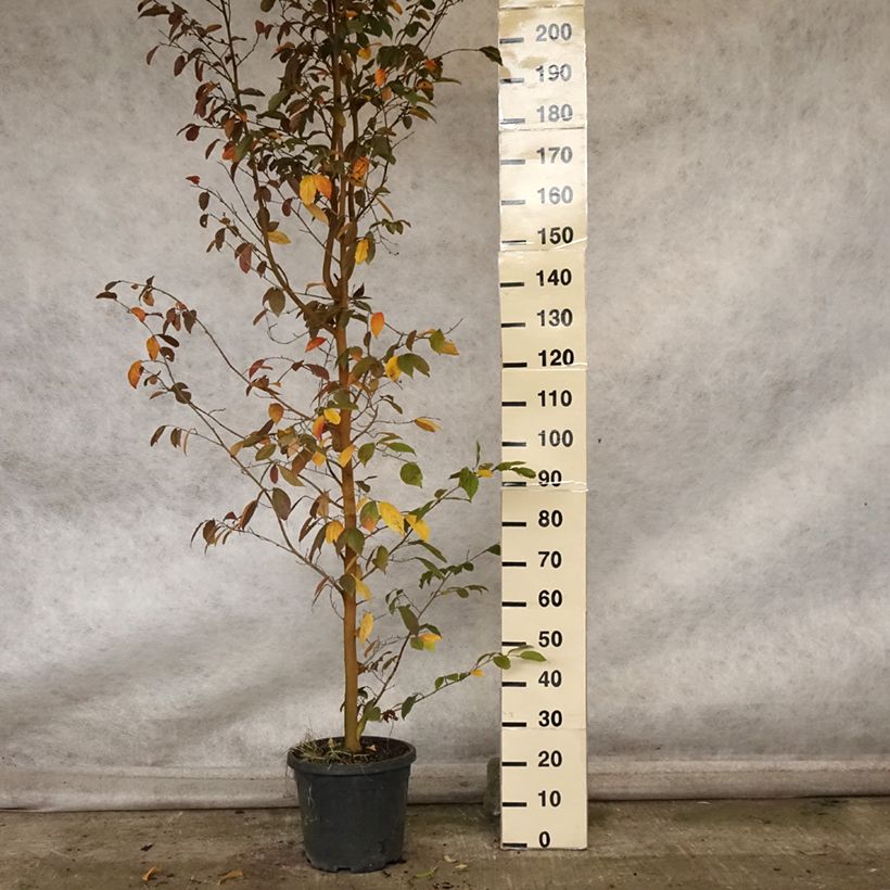 Esemplare di Sycoparrotia semidecidua Autunno Rosso Vaso da 12L/15L come consegnato in autunno