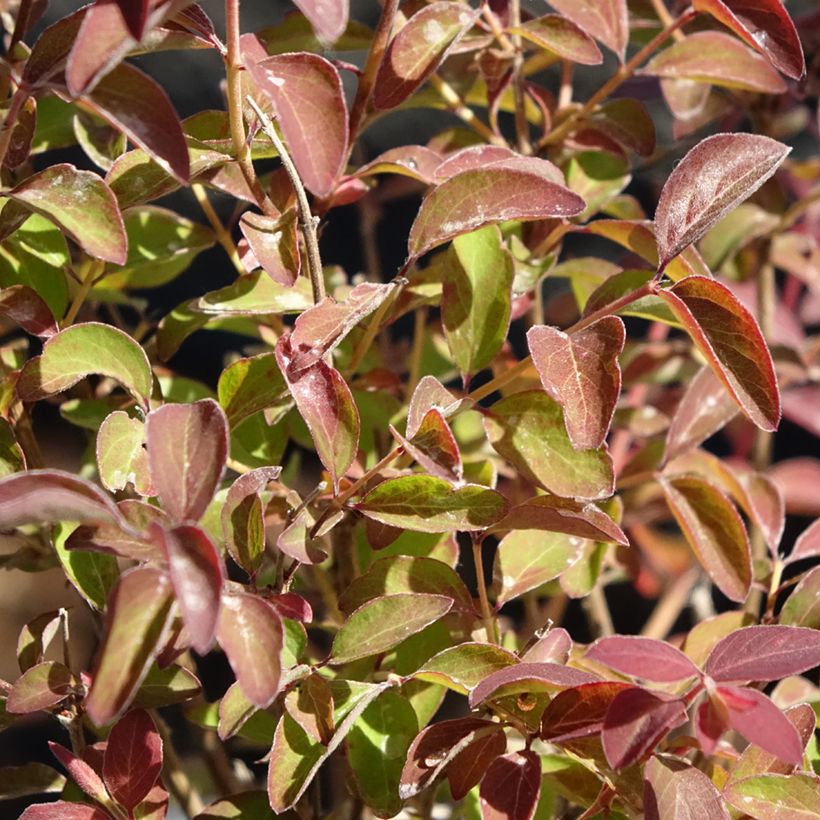 Symphorycarpos doorenboosii Magical Berry Christmas - Sinforicarpo (Fogliame)