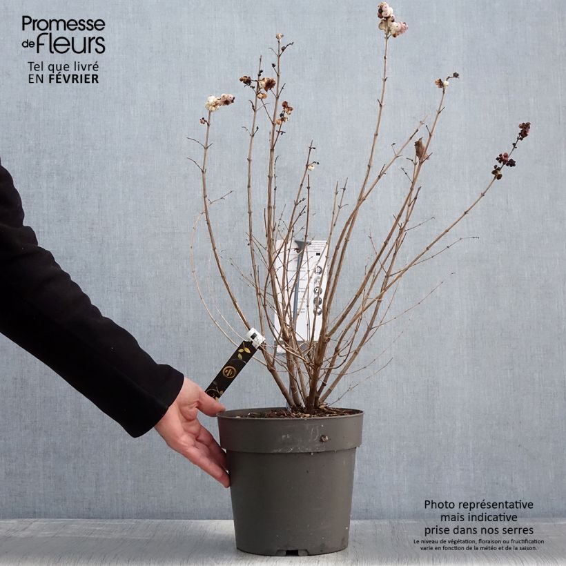 Symphoricarpos orbiculatus Symphony Rave - Sinforicarpo Vaso da 4L/5L esemplare consegnato in inverno