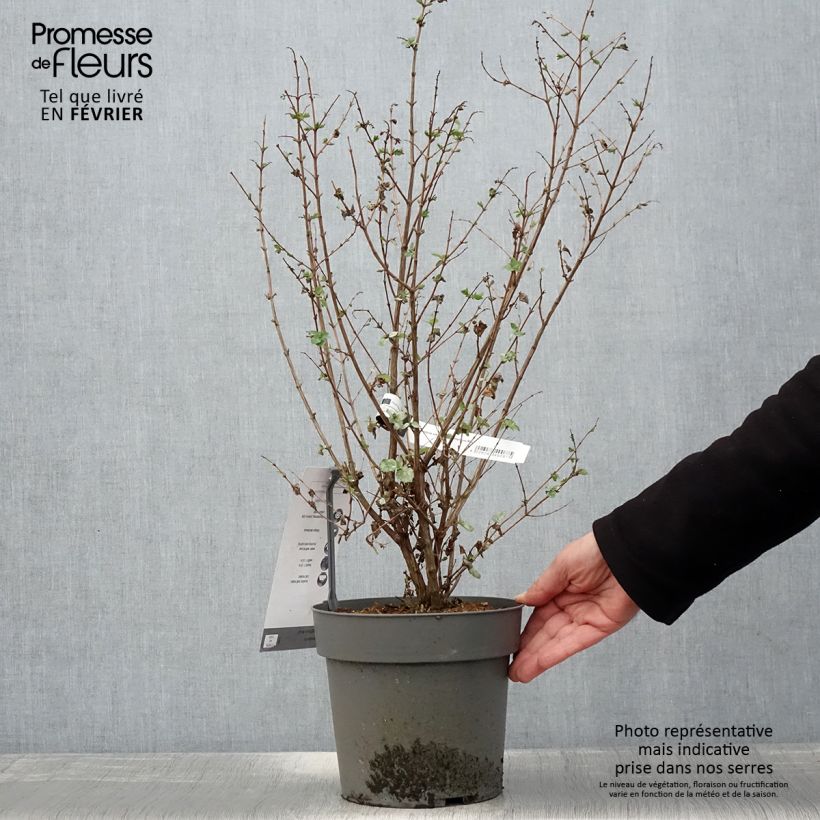 Symphoricarpos orbiculatus Symphony Rock - Sinforicarpo Vaso da 4L/5L esemplare consegnato in inverno