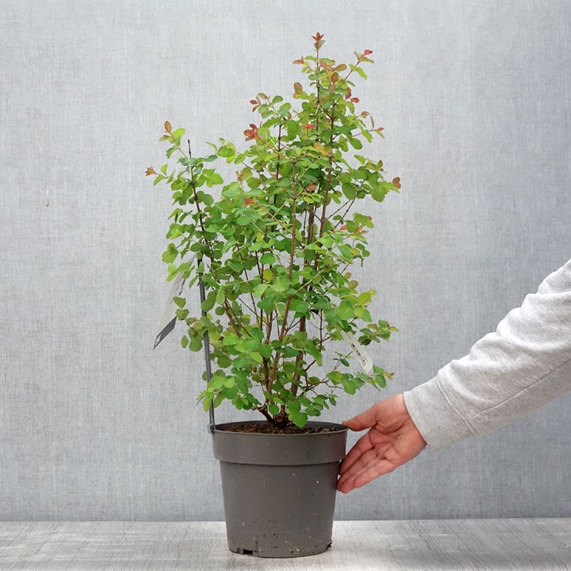 Symphoricarpos orbiculatus Symphony Rock - Sinforicarpo Vaso da 4L/5L esemplare consegnato in primavera